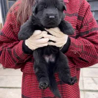 سگ ژرمن شپرد شولاین موبلند کینگ بلک