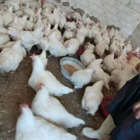 مرغ گوشتی شهرستان (مرغ فروشی محب)