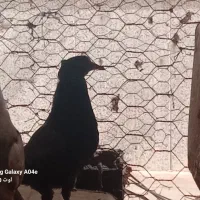 یک جوجه کفتر سبز کاکلی با یک بچه جوجه دیگه سفید پر