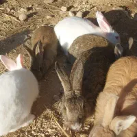 خرگوش|موش و خرگوش|داراب, |دیوار