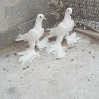 کبوتر اغ ایاخلی