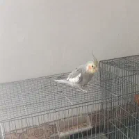 فروش یا معاوضه 2عدد پرنده