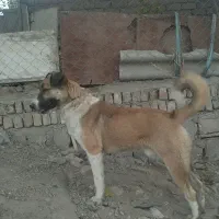 سگ گله ای فول انرژی