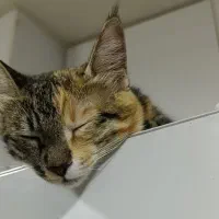 گربه ماده ۸ماهه .اسم میشا|گربه|چناران, |دیوار