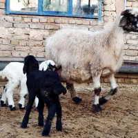 بره شیری فروشی ،میش دوقلو زا ، میش بره دار ،|حیوانات مزرعه|قوچان, |دیوار
