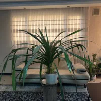 گل ذرتی بزرگ ۱۵ ساله کاملا شاداب