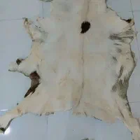 پوست گوساله تودلی زیر انداز|پادری|تهران, استاد معین|دیوار