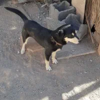 سگ پا کوتاه|سگ|کرمان, |دیوار