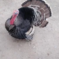 بوقلمو نرو ماده