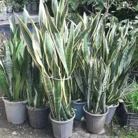 فروش فوری انواع  سانسوریا در  مدل های مختلف