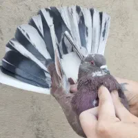 کفتر .کبوتر