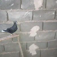 کفتر جوانه دم سفید