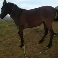 قاطر ۳سال نمونه
