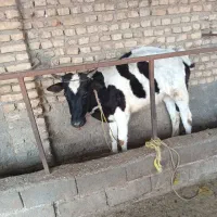 گاوقربانی