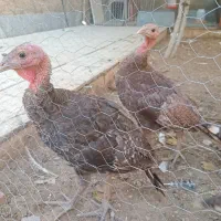 نیمچه بوقلمون