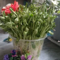 سبزه برای هدیه یلدا