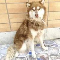 سگ هاسکی گولدن چشم آبی