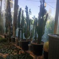 خدمات باغبانی وتعویض خاک گلدون درمنزل وشرکت|خدمات باغبانی و درختکاری|تهران, سید خندان (جلفا)|دیوار