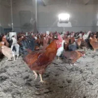 مرغ تخم گذار