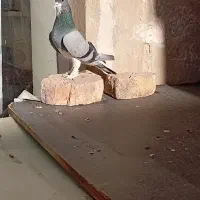 یک عدد نر خرقه پاپر