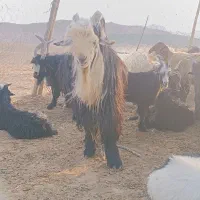 .میش. بز .دوبر