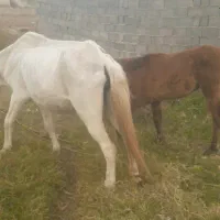 مادیان|اسب و تجهیزات اسبسواری|گرگان, |دیوار