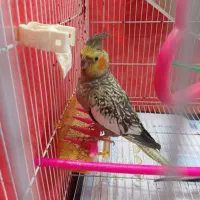 عروس هلندی جفت با دو عدد جوجه