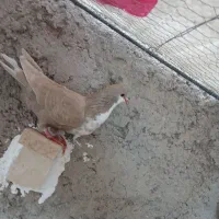 کفتر