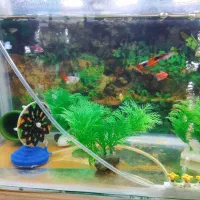 ماهی آکواریو