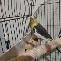 عروس هلندی|پرنده|شاهین‌شهر, شهرک سایت|دیوار