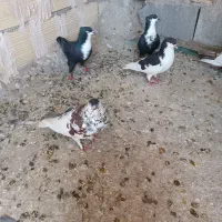 کبوتر پدر مادر دار