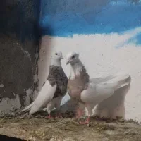 کبوتر رنگی گردن