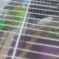 مرغ عشق ۳عدد