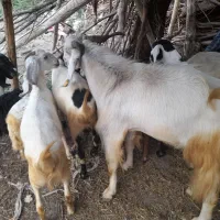 یک عدبرع ماده چاق ویک عددنری