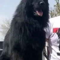 توله ژرمن بلک کینگ