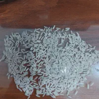برنج شیرودی درجه یک(نوک سیا)