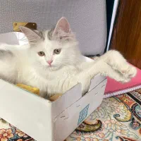 گربه بیریتیش