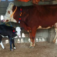 تلیسه گاو سیمینتال قرمز با گوساله ماده مونت