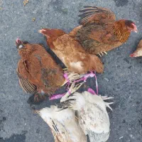 مرغ محلی پاک کرده (رشت)|حیوانات مزرعه|آستانه اشرفیه, |دیوار