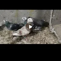 ۶تا فروشی ۱۵۰۰