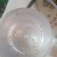 بچه گوپی