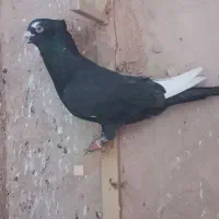 کبوتر جوجه گیری|پرنده|سبزوار, قصبه غربی|دیوار