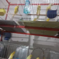 قناری سالم|پرنده|بندر انزلی, میان پشته|دیوار