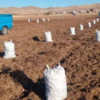 سیب زمینی آذربایجان شرقی|عمدهفروشی|تیکمه داش, |دیوار