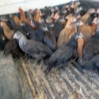 جوجه 3ماهه|حیوانات مزرعه|چرام, |دیوار