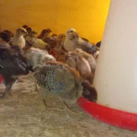 جوجه محلی