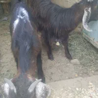 کهر ه نر|حیوانات مزرعه|زاهدان, |دیوار