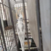 عروس هلندی|پرنده|گلستان (تهران), |دیوار