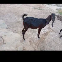 بز ماده ابستن