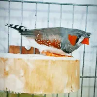 فنچ کینگ کاکلی